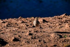 un pequeño pájaro foto