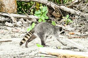 Racoon walking through the forest photo