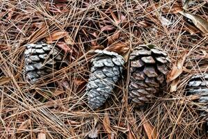 Pinecones and pine needles photo