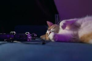 Cute white-red kitten lies on the sofa near the microphone with wires photo