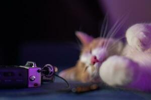white-red kitten sleeping on the sofa near the microphone photo