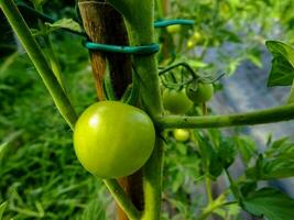 tomates verdes en rama foto