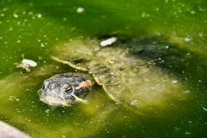 Painted turtle swimming photo