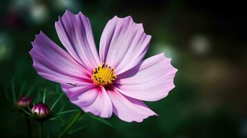 Cosmos flower blooming on blurred green background field. Beautiful pink flower in focus. AI Generated photo