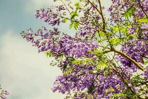 Purple flowers blooming on the tree branches photo