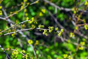 brotes y hojas de Zumaque rhus trilobata en primavera. foto