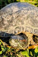 Painted turtle basking photo