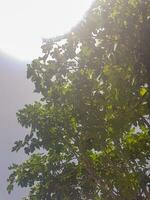 Fig tree with sunlight shining down the tree photo