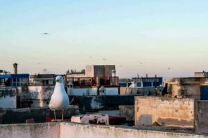 Seagull perched on the roof photo