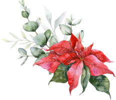 eucalyptus et poinsettia Noël bouquet main peint aquarelle illustration png