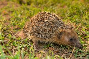 Hedgehog in the grass photo