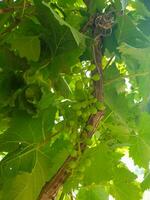 Fresh Bunch of Grapes on Vine photo