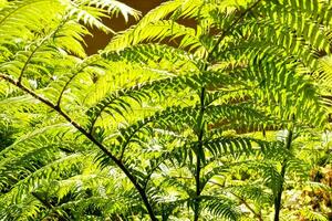 Green fern leaves photo