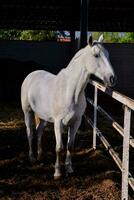 caballo en el estable foto