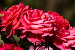 Pink rose flower in the garden with green background. Plant, herb and vegetable. Nature photography. photo