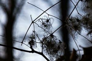 Isolated tree branch silhouette texture and pattern. Plant, herb and vegetable. Nature photography. photo