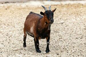 West African pygmy goat. Mammal and mammals. Land world and fauna. photo