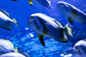 pescado en el agua. criatura acuática. mundo acuático. Fauna marina, oceánica, lacustre y fluvial. zoológico y zoología. foto