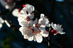 Apricot tree flower blossom in the garden. Plant, herb and vegetable. Nature photography. photo