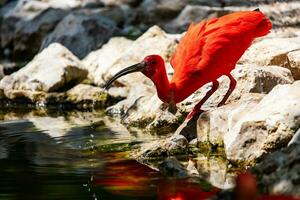 Scarlet ibis. Bird and birds. Water world and fauna. Wildlife and zoology. photo