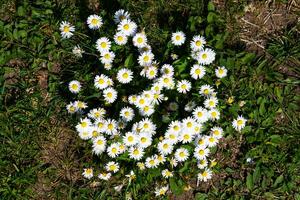 White flower in the garden. Plant, herb and vegetable. Nature photography. photo