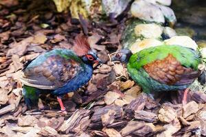 Crested wood partridge. Bird and birds. Water world and fauna. Wildlife and zoology. photo
