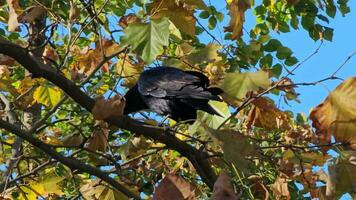 de beteende av en kadaver kråka var fångad Sammanträde på en träd gren i höst i gul lövverk. video