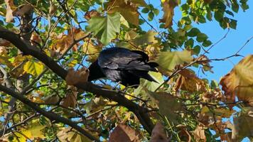 The behavior of a carrion crow was captured sitting on a tree branch in autumn in yellow foliage. video