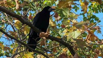 The behavior of a carrion crow was captured sitting on a tree branch in autumn in yellow foliage. video