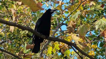 The behavior of a carrion crow was captured sitting on a tree branch in autumn in yellow foliage. video