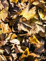 Autumn background - dried yellow, green, orange, purple and red leaves of maple, alder, sumac tree, arranged at random. View from above. Closeup photo