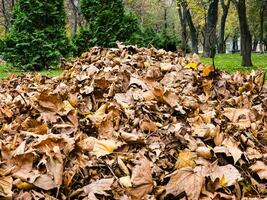recogido pila de seco otoño hojas, limpieza de el territorio foto