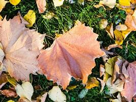 Autumn background - dried yellow, green, orange, purple and red leaves of maple, alder, sumac tree, arranged at random. View from above. Closeup photo