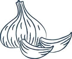 Garlic hand drawn vector illustration