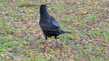 un joven hambriento cuervo es mirando para comida en el césped en otoño. video