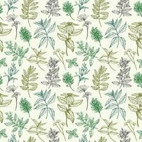 Culinary herbs seamless pattern with branches of basil, dill, oregano, rosemary, sage, mint, bay leaf. Repeating background with botanical engraved plants vector illustration. For print, card, textile