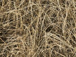 dry straw texture. background for design. dry straw. texture for background. photo