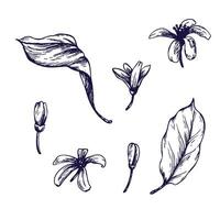 Lemon tree flowers, buds and leaves. Graphic botanical illustration hand drawn in blue ink. Set of isolated objects EPS vector. vector