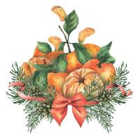 A bunch of tangerines with leaves with an insignia of pine branches with a red bow, ribbons. Watercolor illustration, hand drawn. Composition on a white background, for New Year, Christmas, birthday vector