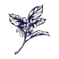 limón árbol rama con flores, brotes y hojas.. gráfico botánico ilustración mano dibujado en azul tinta. conjunto de aislado objetos eps vector. vector