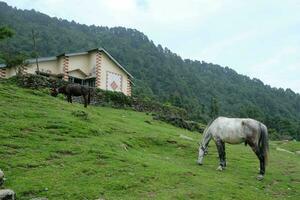 un caballo pacíficamente pasto en un pendientes de Himalaya foto