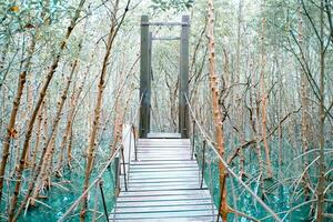 wooden bridge for walkway In the mangrove nature study path forest photo