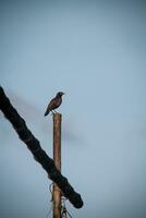 A wild bird standing on a bamboo with a cloudy sky background photo