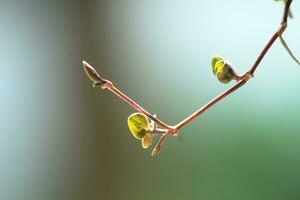 Turtle vine indoor inch plant for the house photo