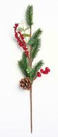 Decorative spruce branch with pine cones on a white background photo