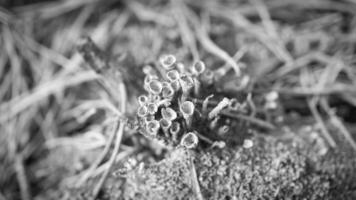 Cup lichenam forest floor. Pine needles and moss. Macro shot from botany. Nature photo