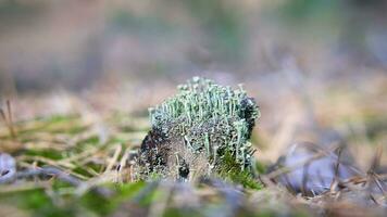 Cup lichenam forest floor. Pine needles and moss. Macro shot from botany. Nature photo