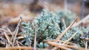 Cup lichenam forest floor. Pine needles and moss. Macro shot from botany. Nature photo