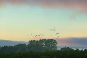 Crane flying over fields by the forest in formation. Migratory bird on the Darss. photo