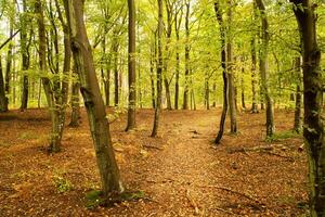 Beech forest in the fall. Green and colored leaves. Orange-brown leaves photo